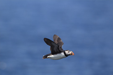Photo : A puffin flying above the sea