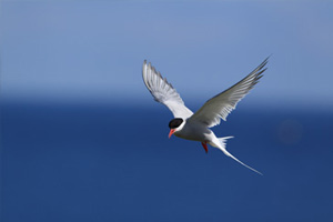 Photo : Arctic Terns