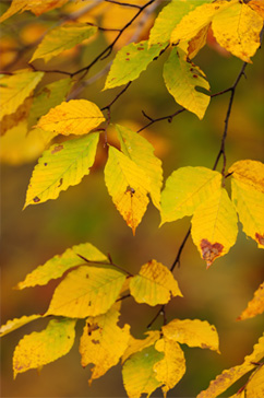PHOTO : colored leaves