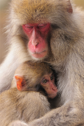 PHOTO : Japanese Macaques