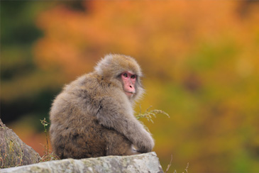 PHOTO : Japanese Macaques