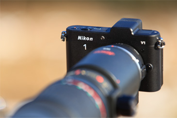 Photo : PROMINAR 500mm F5.6 FL + Nikon 1